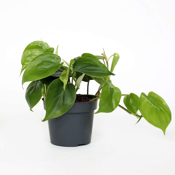 اسکاندیس میکانز کوچک َگلدان 14